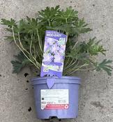 Geranium 'Johnson's Blue' image