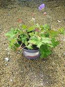 Geranium 'Rozanne' image