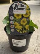 GEUM Banana Daiquiri 2L image