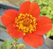 GEUM chiloense Mrs. Bradshaw