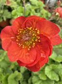 Geum 'Scarlet Tempest' ® image