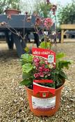 Geum 'Tempo Rose' ®
