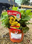 Geum 'Tempo Yellow'® image