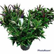 Hebe addenda® mix
