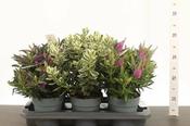 Hebe addenda® mix P15 image