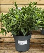 Hebe Donna® 'Jenna'