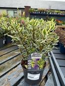 HEBE elliptica Variegata image