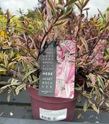 Hebe 'Heartbreaker'