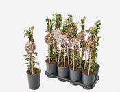 Hedera hel. 'Goldheart' 2 Ltr, 4 canes