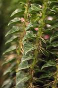 Hedera helix 'Erecta' image