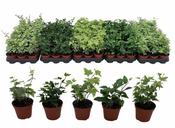 Hedera helix mix P8.5
