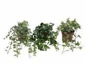 Hedera mix in Limerick | GetLocal Ireland