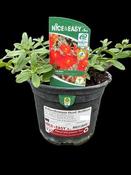Helianthemum Henf. Brilliant image