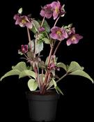 HELLEBORUS Annas Red image