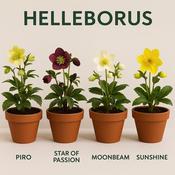 HELLEBORUS IN VARIETIES image