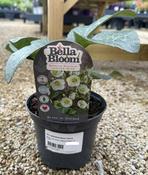 HELLEBORUS Moon Dance image