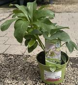 Helleborus VIV 'Benedetta' image