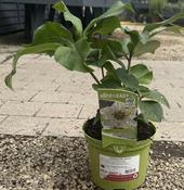 Helleborus VIV 'Dorisa' image