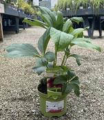 Helleborus ViV 'Eloisa' image