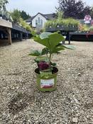 Helleborus ViV 'Luisa' image