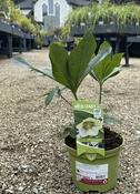 Helleborus ViV 'Maeva' image