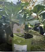 Helleborus VIV 'Willem' image