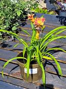 Hemerocallis mix
