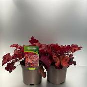 Heuchera 'Boysenberry'® image