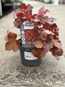 HEUCHERA Cherry Cola image