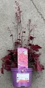 Heuchera Fire Chief ® image