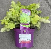 Heuchera Lime Marmalade image