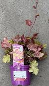 Heuchera Marmalade ® image