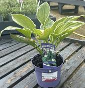 Hosta 'Francee' image