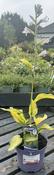Hosta 'Gold Standard' image