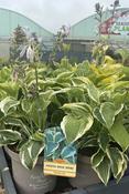 HOSTA IN VARIETIES image