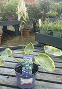 Hosta sieb. 'Frances Williams'