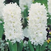 HYACINTHUS EF WHITE PEARL image