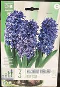 HYACINTHUS EF BLUE STAR image