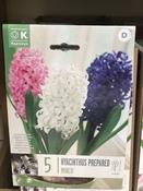 HYACINTHUS EF MIXED COLOURS image