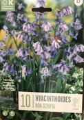 HYACINTHUSOIDES NON-SCRIPTA image
