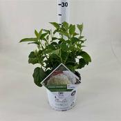 Hydrangea ar. 'Strong Annabelle'® 3 Ltr pot image