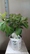 Hydrangea ar. 'Strong Annabelle'® 5 Ltr pot image