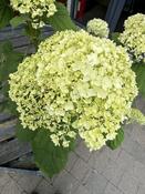 HYDRANGEA arb. Strong Annabelle 40-50cm image