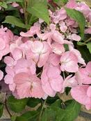 HYDRANGEA FRENCH BOLERO