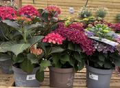 HYDRANGEA IN VARIETIES 7.5LT