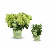 Hydrangea pan. 'Groundbreaker® Greeny™' image