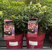 Hydrangea pan. 'Groundbreaker® Ruby™' 3 Ltr pot image
