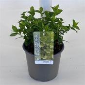 Hydrangea pan. 'Limelight' 3 Ltr pot image