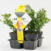 Ilex crenata 'Dark Green'® 4-pack