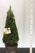 Ilex crenata 'Dark Green'® 60-70 CM PYR image